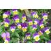 Wild Pansy Herb Tea | Viola Tricolor L | Pens es Herbe Tisane | Health Embassy (50g) - Buy Online on GoSupps.com