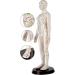 52CM Human Acupuncture Female Model Chinese Medicine Acupuncture Human Anatomy for Learning Meridians and Acupoints Arm Can Be Rotated - Buy Online on GoSupps.com