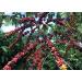 Black Tucano Brazilian Specialty Medium Roast Fruity Coffee - Premium 89+ Points - Ground Coffee - 250g 24 Pack - Buy Online on GoSupps.com