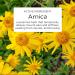 LivRelief Extra Strength Chronic Angry Pain Relief Cream with Arnica 50g - Buy Online on GoSupps.com