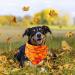 3Pcs Halloween Dog Bandanas Thanksgiving Pet Triangle Bibs Fall Pumpkin Maple Leaf Printed Dog Kerchief Adjustable Washable Scarfs Accessories for Small Medium Large Girl Boy Dogs Puppies Cats Pets - Buy Online on GoSupps.com