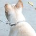 BAIYSFFG Metal Choke Chain for Dog Dog Choker Silver Plating No Pull Pet Collar Chain for Medium Dogs Training Walking (55cm) - Buy Online on GoSupps.com