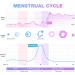 Easy@Home Ovulation Test Strips 100 Pack - Fertility Predictor Kit, FSA Eligible, with Premom App - 100 LH Strips + 100 Urine Cups - Buy Online on GoSupps.com