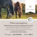 Annimally Joint Liquid for Horses 1000ml - Devil Claw Glucosamine & MSM for Joint Health - Liquid Supplement Alternative to Powder - Buy Online on GoSupps.com