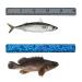 KXKZREN Foam Fish Ruler / Strong Adhesive Backing / 32" 40" Fishing Measurement Tool / Waterproof and Easy to Clean / for Fishing Boats  Yacht Coolers & Kayaks Light Gray 40" - Buy Online on GoSupps.com