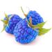 Blue Raspberry High Strength Flavouring - Galaxy Food Flavours - 10ml Bottle - Buy Online on GoSupps.com