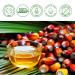 Batana Hair Growth Oil - 60ml Organic Formula for Stronger Thicker Hair | 100% Natural Repair & Nourish for Men & Women - Buy Online on GoSupps.com