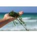 Iota - Carrageenan Iota - Carrageenan Jota - Carrageenan pure-refined E407 molecular cuisine sachet 250g - Buy Online on GoSupps.com
