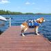 Kuoser Dog Life Jacket with Reflective Stripes | High Visibility & Adjustable | Ripstop Pet Preserver for Small, Medium, Large Dogs | Blue Camo | XX-Large - Buy Online on GoSupps.com