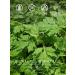 TeeLux Mugwort Tea Bags 40 Count - Natural, Caffeine-Free Herbal Tea with Dried Mugwort Leaves - Pack of 1 - Buy Online on GoSupps.com