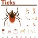 Boao Tick Removal Kit with 3 Plastic Removers & 3 Stainless Steel Tweezers for Pets - Light Blue - Buy Online on GoSupps.com