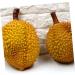 HOMSFOU 3pcs Artificial Imitation Durian Artificial Vegetable Decor Simulation Fruit Artificial Fruit Toy Lifelike Model Decoraciones Para Salas De Casa Fake Fruit Plastic Big Fruit Yellowx3pcs 25X15X15CMx3pcs - Buy Online on GoSupps.com