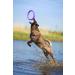 PULLER Standard 28 cm Interactive Dog Toy Fitness Tool Set - Buy Online on GoSupps.com