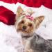 40 Pieces Handmade Dog Bows | Cute Puppy Hair Accessories with Rubber Bands, Lace, Organza, Rhinestone & Pearls | Multicolor Grooming Bows - Buy Online on GoSupps.com