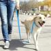 Tagme Personalized Large Dog Collar - Embroidered Reflective Nylon with Pet Name & Phone Number - Sky Blue XL (1 Pack) - Buy Online on GoSupps.com