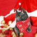 Suoxu Dog Christmas Bandana & Party Hat Set | Triangle Scarf & Festive Outfit for Dogs | Santa Claus Snowflake Design | Ideal Holiday Gift & Decoration - Buy Online on GoSupps.com