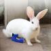 vomvomp 1 Pair of Water Resistant Rabbit Socks for Sore Hocks Elbow Protective for Bunny Recovery and Relief Wound Pain Waterproof - Buy Online on GoSupps.com