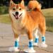 Disposable Dog Shoes 20PCS Disposable Dog Boots Paw Protector with Self Adhesive Bandage Dirty Protection Dog Socks Pet Foot Cover for Small Medium Large Dogs Indoor & Outdoor Walking (L) - Buy Online on GoSupps.com