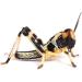 Livefoods4u Medium Locust Live Food (12-20mm) Bag of 100 - Perfect for Reptiles and Lizards - Sustainably bred - Buy Online on GoSupps.com
