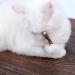 Newoutset 33 Pcs Cat Catnip Sticks Cat Catnip Chew Toys Natural Silvervine Matatabi Catnip Sticks Toys Cat Kitten Teething Toys Sticks for Cat Kitten Teeth Cleaning Including 3 x Cat Mouse Toy - Buy Online on GoSupps.com