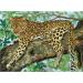 RTO Cheetah D'Art Needlepoint Printed Tapestry Canvas - 40x50cm - Buy Online on GoSupps.com