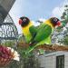 4 Piece Natural Wood Bird Toys Set - Perches Pencil Rods & Accessories for Parrots & Birds - 2 Specs 8 Washers & 4 Wing Nuts - Buy Online on GoSupps.com