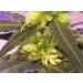 Buy Berzerker Mist Feminized Seed Spray - 2oz Amber - 10PPM | Fast International Shipping - Buy Online on GoSupps.com
