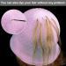 Hair Extension Cap Set Silicone Hair Dye Cap with Metal Crochet Soft and Durable Easy to Clean Suitable for Women and Girls 2 Pieces (Pink/White) - Buy Online on GoSupps.com