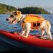 Asenku Dog Wowers for All Sizes | Adjustable Ripstop Life Jacket with Handle & Reflective Strips for Boating Swimming & Surfing - Orange - Buy Online on GoSupps.com