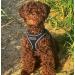 Bunty Medium Dog Harness & Puppy Harness - Durable Lightweight Design Breathable Comfy Padded Reflective Trim - Anti Pull Dog Harness Medium Lead Attachment Easy Fit - Yellow Medium Yellow - Buy Online on GoSupps.com