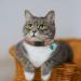 Murom Breakaway Leather Cat Collar with Bell | Adjustable and Soft Kitten Collar in Pink, Brown, Blue, Green, Red - Buy Online on GoSupps.com
