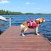 Kuoser Life Jacket for Dogs - Durable & Buoyant Dog Vest for Small Medium & Large Breeds - High Security Pink Swimming Vest - Buy Online on GoSupps.com