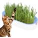 Youding Cat Grass Growing Kit Planter Tray Catnip Box Chewing Kitten Plant Set for Snacks Soil Free Snacks Digestion Pet Food Indoor Nursery Balcony Patio Blue - Buy Online on GoSupps.com