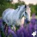 Reavet Joint Complete 1kg - Natural Joint Powder for Horses | Support Mobility & Vitality with Devil's Claw & Ginger - Buy Online on GoSupps.com