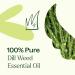 Plant Therapy Dill Weed Essential Oil 10 mL (1/3 oz) 100% Pure Undiluted Therapeutic Grade 0.34 Fl Oz (Pack of 1) - Buy Online on GoSupps.com
