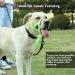 Dog Halter for Medium & Large Dogs No Pull Soft Upholstery Durable Design Includes Training Instructions XL Green - Buy Online on GoSupps.com