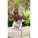 Pet Show Dog Tiara Crown Hair Clip for Small Dogs - Crystal Rhinestone Girls Puppies Barrette Grooming Accessory - Buy Online on GoSupps.com
