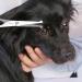 Chibuy Professional Pet Grooming Scissors | Round Tip Stainless Steel Dog Eye Cutter for Dogs and Cats | Professional Grooming Tool | Size 6.70 x 2.6 x 0.43 | Grey - Buy Online on GoSupps.com