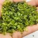100g Natural Peridot Quartz Crystal Stone Rock Chips LuckyNatural Stones Minerals th Decoration Furnishing Natural Stones Reiki Crystal Stone - Buy Online on GoSupps.com