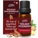 Park Scents Holiday Gingerbread Fragrance Oil Theme Park Winter Holiday Xmas Christmas Essential Oils for Diffuser with Ginger Cinnamon Clove Nutmeg Almond Molasses Sugar Made in USA (10ml)