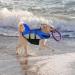Alagirls Adjustable Dog Lifeguard: Ripstop Pet Safety Vest for Water Activities - Buy Online on GoSupps.com
