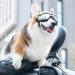 Tsathoggua Dog Goggles Dog Sunglasses with Elastic Strap UV Pet Goggles Protect Dog's Eyes for UV Wind Dust and Fog Medium/Large Breed - Buy Online on GoSupps.com