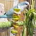iTGOOS 2Pcs Parrot Skewer Feeder Stainless Steel Parrot Fruit Stick Holder Bird Food Holder Birds Foraging Toy for Parrots Cockatoo Cockatiel Cage - Buy Online on GoSupps.com