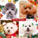 BIPY 50Pcs Christmas Dog Hair Bows with Rubber Bands for Small Dogs Cats Puppy Xmas Tree Santa Claus Snowman Topknot Holidays Festival Pet Assorted Grooming Accessories Random Color Christmas hair bows 50pcs - Buy Online on GoSupps.com