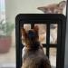 Black Pet Dog Screen Door with Magnetic Flap - Lockable Cat Door for Existing Screen/Sliding Door Window & Porch - Buy Online on GoSupps.com