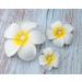 Sowaka 3 Pcs Plumeria Flower Hair Clip Set with Pearl - White Hawaiian Foam Hair Accessories for Women & Girls - Perfect for Beach, Bridal, Wedding & Party Headpiece Decoration - Buy Online on GoSupps.com