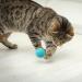 Xiwupo 50-Piece Cat Toy Balls - Felt Balls for Cats & Kittens - Perfect for Chasing & Catching Fun - Buy Online on GoSupps.com