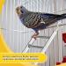 Kigeli 6 Pcs Step Ladder for Bird Bird Toys Ladder Hanging Bird Ladder Parrot Step Ladders Cage Hanging Bird Climbing Toys for Parakeets Parrots Cockatoo and Lovebirds (Stainless Steel 1 Size) Stainless Steel One Size - Buy Online on GoSupps.com