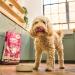 Lily's Kitchen Made with Natural Ingredients Adult Dry Dog Food Salmon & Venison Grain Free Recipe 12kg - Buy Online on GoSupps.com