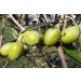Gaea Greek Extra Virgin Olive Oil 17 fl oz (500 ml) - Premium Quality & Authentic Flavor - Buy Online on GoSupps.com